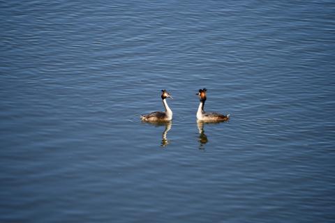 Balzende Haubentaucher
