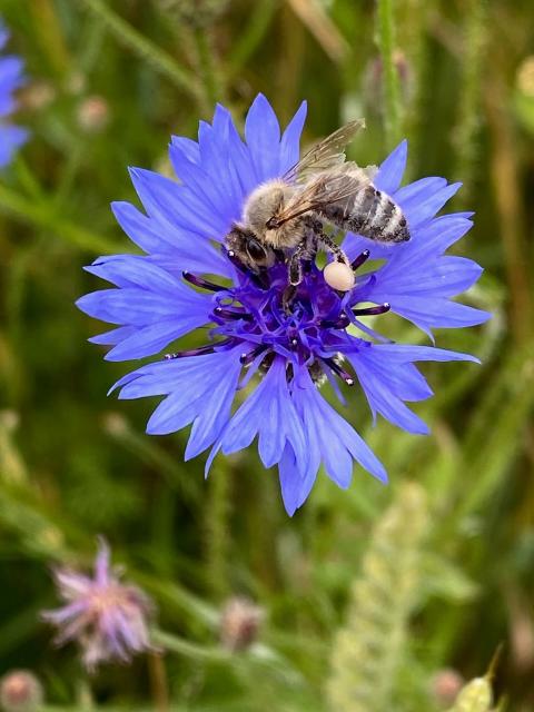 Kornblume mit Biene
