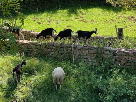 Trockenmauern mit Ziegen