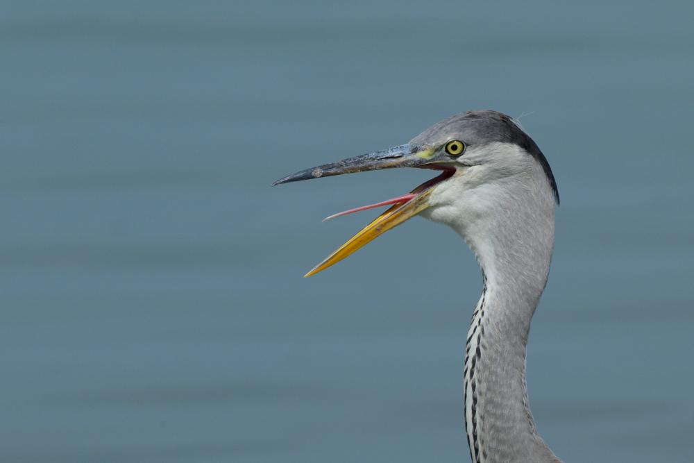 Vogelschnabel mit Zunge