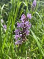 Gefleckte Fingerwurz