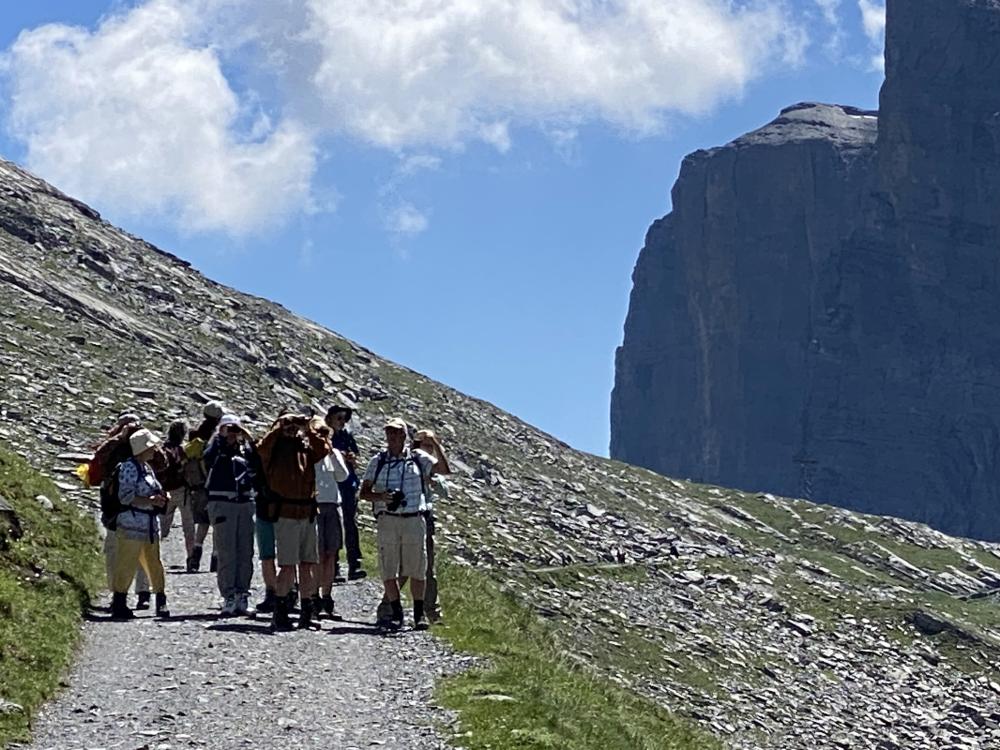 Bartgeier beobachten