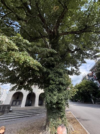 Baum mit Efeubewuchs