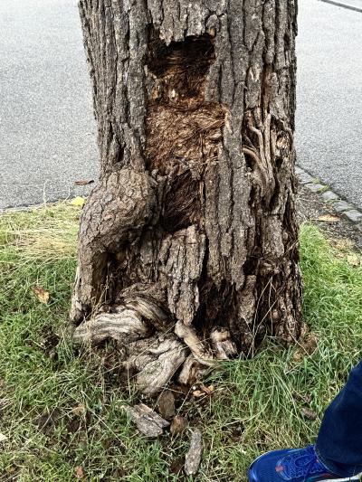 Baum mit Verbrennungen von Hundeurin