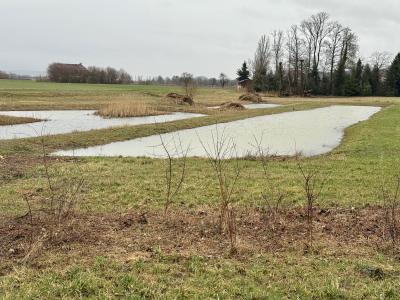 Teich mit Hecken für Grasfrösche