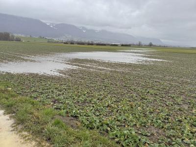 Vern$ässter Acker für Watvögel