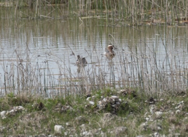 Auffliegende Knäckenten