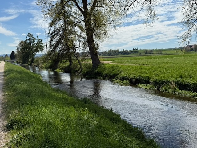 Bord mit Grossem Wiesenknopf