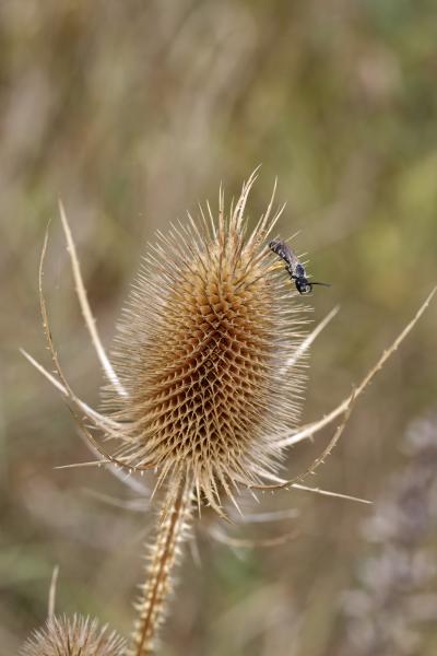 Samenstand der Karde