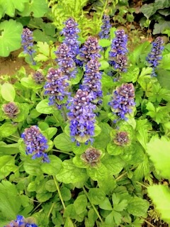  Kriechender Günsel blühend