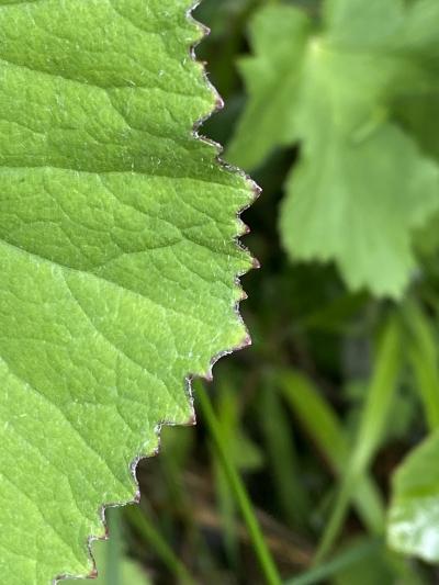 Blattrand Huflattich mit Drüsenspitzen
