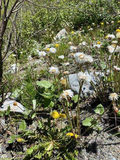 Verblühter Huflattich mit Glatze