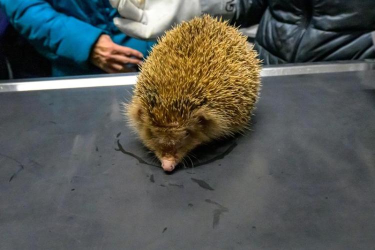 Igel im Behandlungsraum