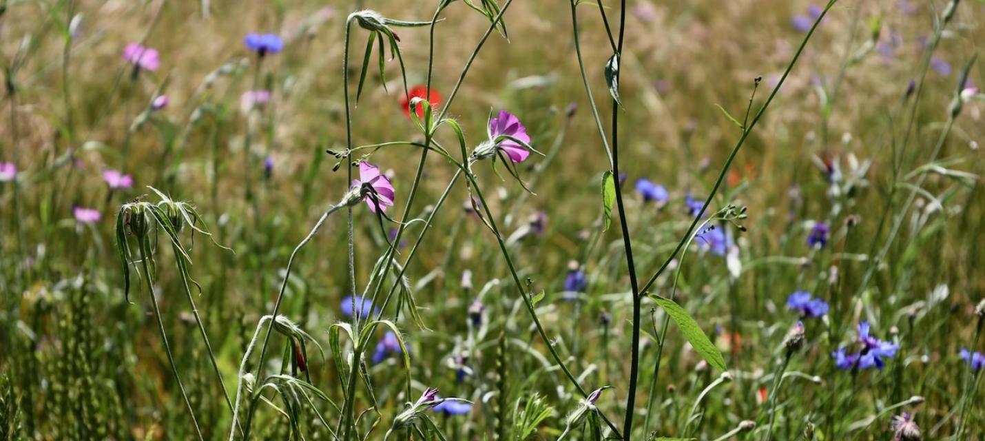 Ackerbegleitflora