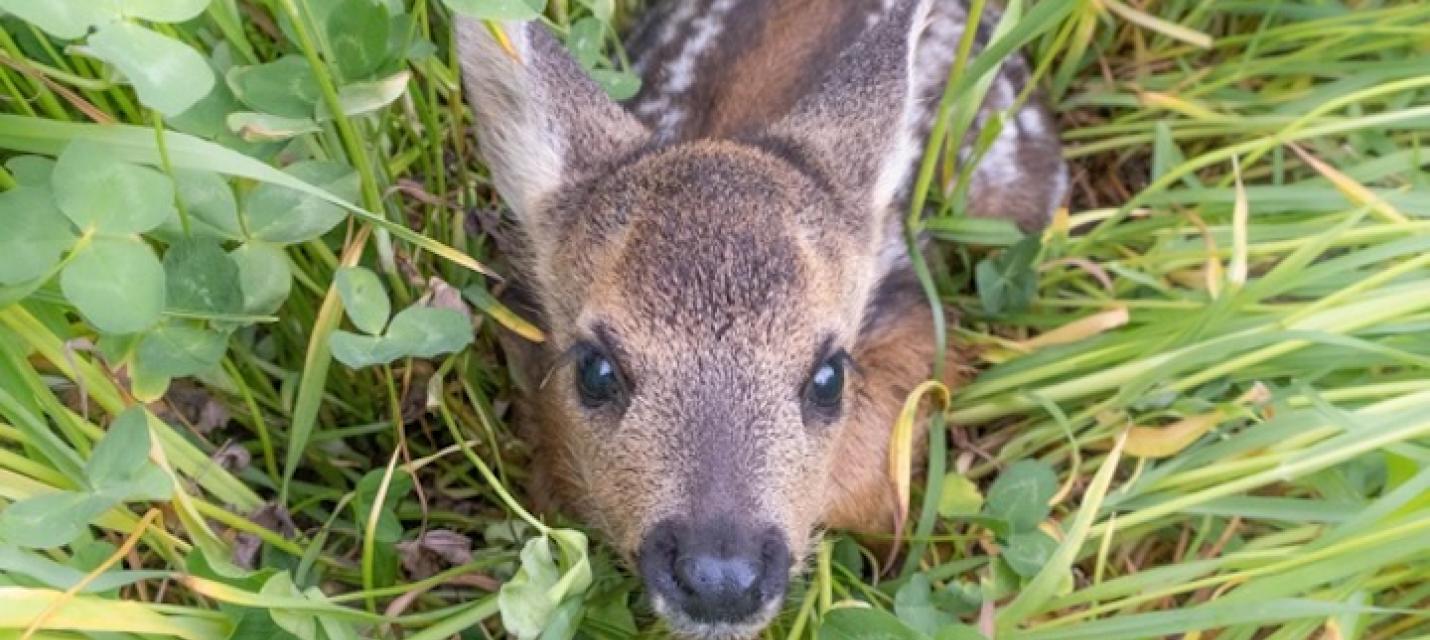 Rehkitz im Gras