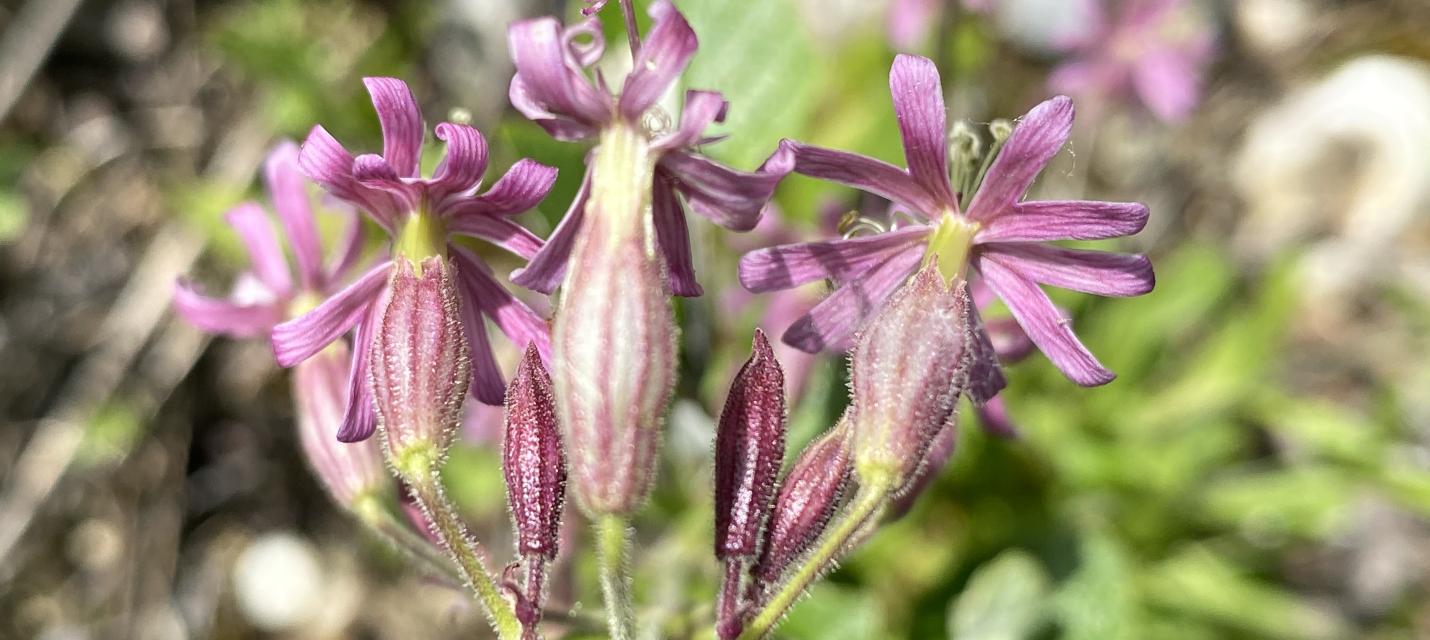 Blüten des Nickenden Leimkrauts