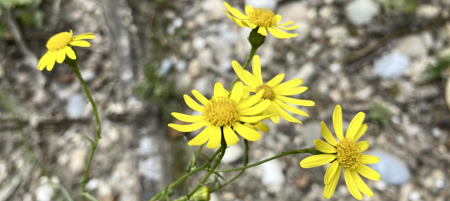 Südafrikanisches Greiskraut