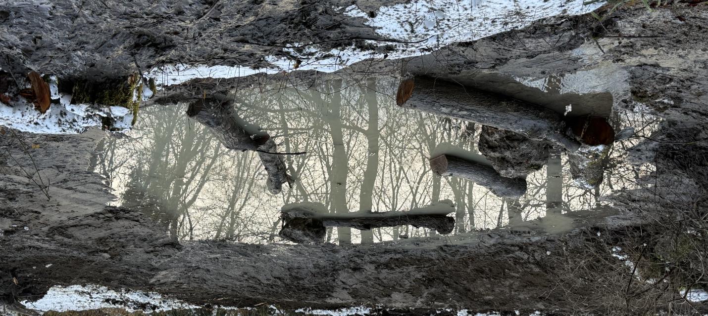 Ausgebggerter Amphibienteich