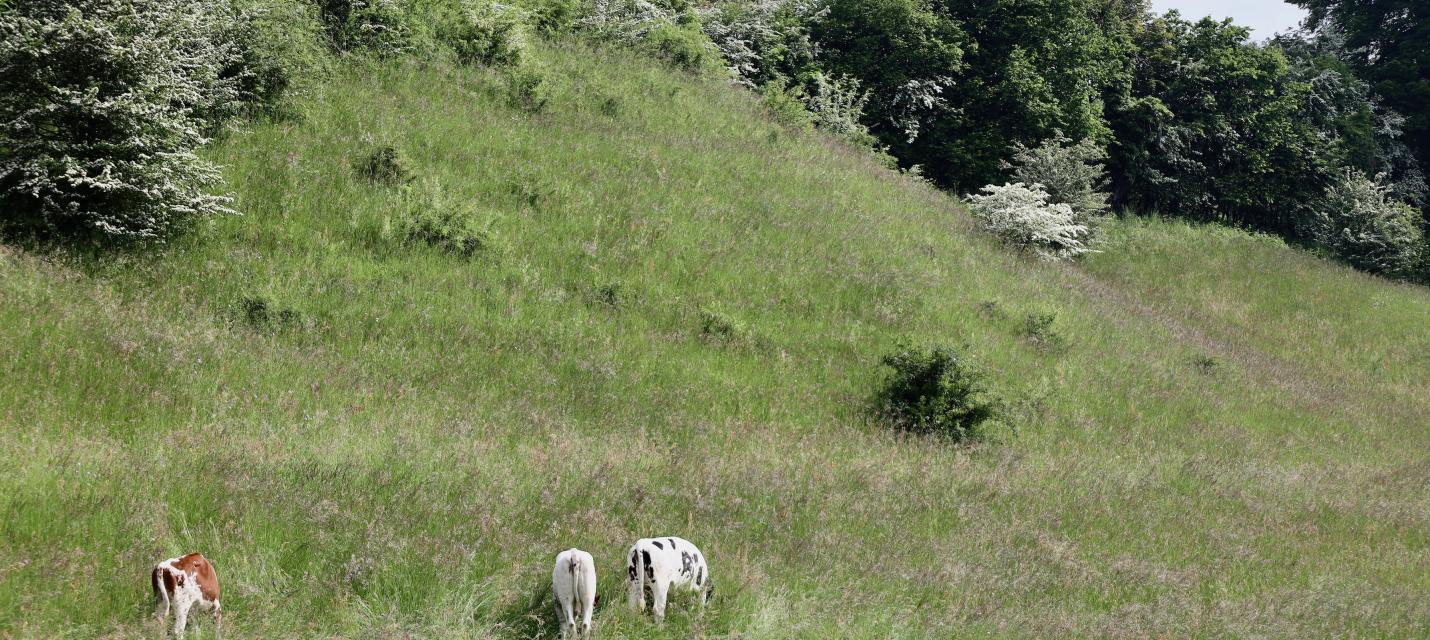 Trockenweide in steilem Gelände mit weidenden Kälbern