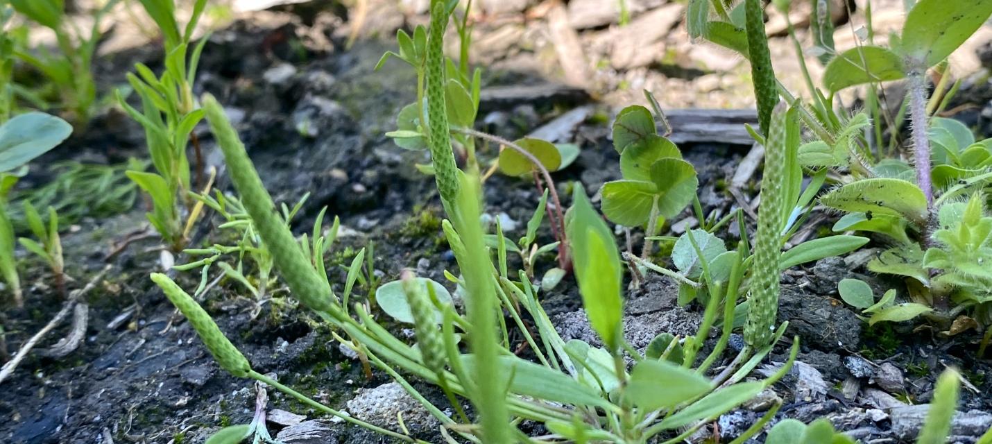 Pflanze Mäuseschwanz