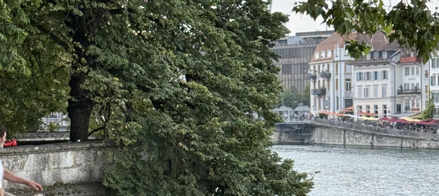 Baum bei der Hafebar in Solothurn