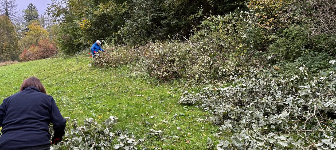Waldrand mit abgeschnittenen Ästen
