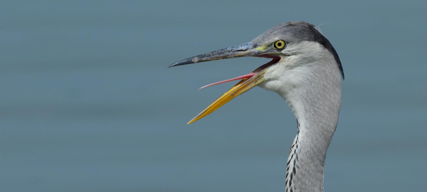 Graureiher mit offenem Schnabel